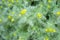 Wild chamomile on defocused background