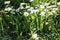 wild chamomile in the field, selective focus. Fresh flowers of chamomiles in garden. alternative medicine calming