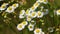 Wild chamomile flowers