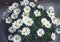 Wild chamomile flowersMatricÃ¡ria