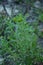 Wild chamomile, Matricaria discoidea, growing and blooming on gravel