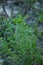 Wild chamomile, Matricaria discoidea, growing and blooming on gravel