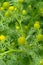 Wild Chamomile (Pineappleweed) Close-Up