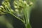 wild chamomile plant