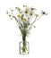 Wild chamomile scentless mayweed or scentless chamomile in a glass vessel on a white background