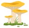 Wild chanterelle. Growing forest mushroom. Cartoon fungus