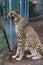 Wild cheetah in a cage at a sanctuary