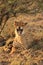 Wild cheetah cub resting in the shade and yawn