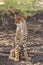 Wild cheetah cub sitting upright in the shade, kalahari desert, botswana