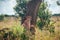 Wild cheetah hiding behing tree