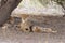 Wild cheetah mother and two cubs resting in the shade