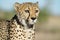 Wild cheetah in Namibia.