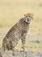 Wild Cheetah sitting on a rock and looking in a concentration moment