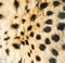 Wild cheetah skin in Namibia.