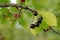 Wild cherries on a brunch with green leaves