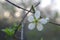 Wild cherry blossoms prunus avium 1