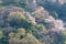 Wild cherry blossoms view in Spring Otokoyama mountain.