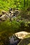 Wild cherry branches and rocks in water at Black river gorge