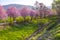 Wild cherry flowers tree  in the springtime