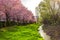 Wild cherry flowers tree  in the springtime