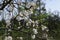 A wild cherry tree flowers in bloom and blosom on a sunny day in spring in a forest