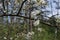 A wild cherry tree flowers in bloom and blosom on a sunny day in spring in a forest