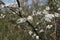 A wild cherry tree flowers in bloom and blosom on a sunny day in spring in a forest