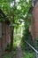 A wild cherry tree grows on a narrow path between two old half-timbered houses overgrown with ivy in Schleswig-Holstein, Germany