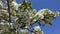 Wild cherry trees blossom, blue sky and green leaves