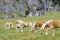 Wild Chestnut Horses, Dolomites, Italy,