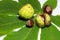 Wild chestnuts