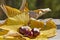 Wild chestnuts with autumn leaves in autumn motives. Horse chestnuts in autumn foliage scene. Golden autumn in still life. Season