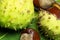 Wild chestnuts detail