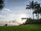 Wild Chicken on Grass Beautiful Sun Rise Ocean Waterfront Kauai Hawaii Palm Trees