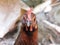 Wild chicken image in india