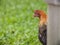 Wild Chicken in Kauai Hawaii Green Grass Background