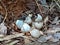 Wild Chicken nest with Shell egg in a natural environment, and so many shell eggs of chicken on the ground in The wild.