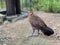 Wild chickens are found in Thailand. Popular for beauty