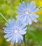 Wild chicory