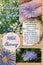 Wild chicory benefits herbalist notepage idea