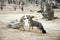 Wild Chilean desert foxes, face to face