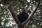 Wild chimpanzees in the treetops of Africa Uganda