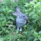 Wild chinchilla rabbit