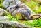 Wild chinchilla viscacha sitting among the rocks enjoying the sun