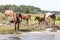 Wild Chincoteague Ponies with new foals.