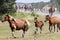 Wild Chincoteague Ponies roundup