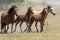 Wild Chincoteague Ponies roundup