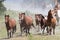 Wild Chincoteague Ponies roundup