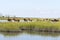 Wild Chincoteague Ponies walking in the water.