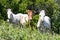Wild Chincoteague Pony - new foals